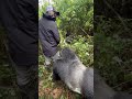 Shorts Animals Funnyvideo 4k 2023 Interaction Between Gorilla Man Cross Silverback Funny