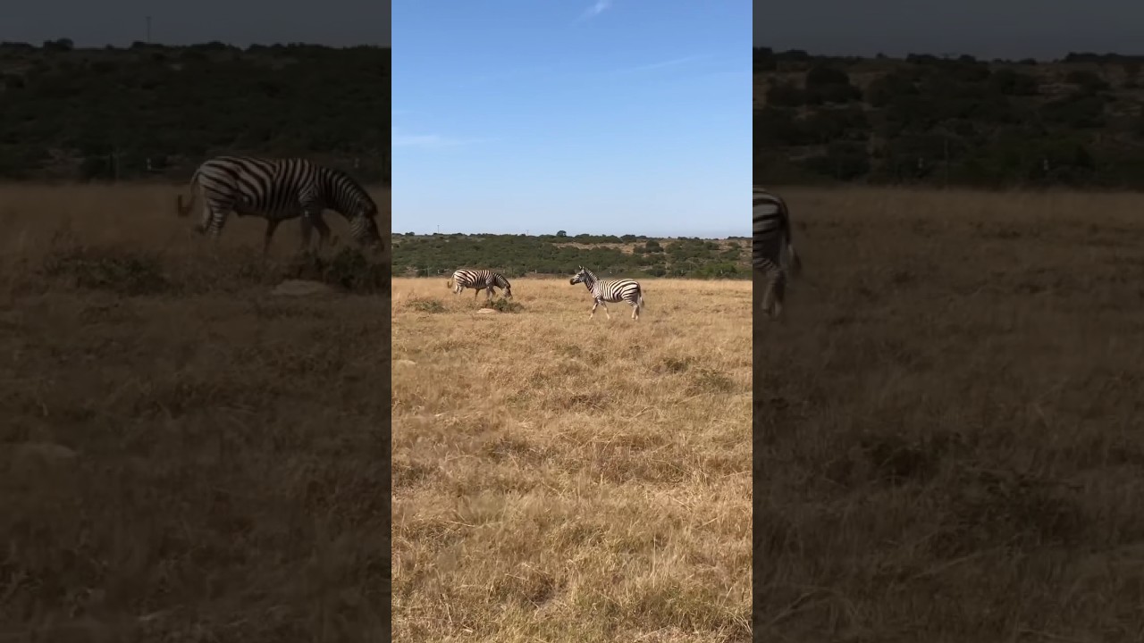 Jealous South African Zebras