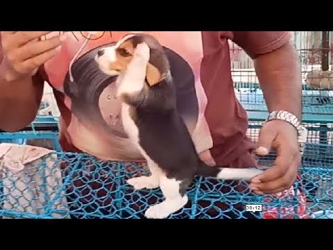 Cute Playful Beagle Puppy At Galiff Street Dog Market Kolkata L Beagle Puppy At Galiff Street Dog