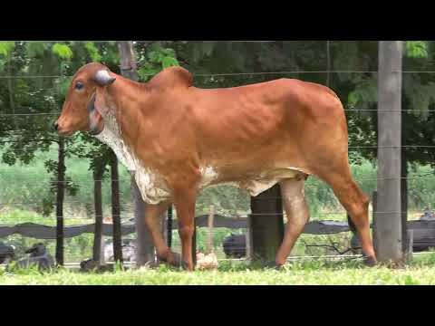 LOTE 64 • LEILÃO LIQUIDAÇÃO GIR LEITEIRO BELA VISTA • GBV 201