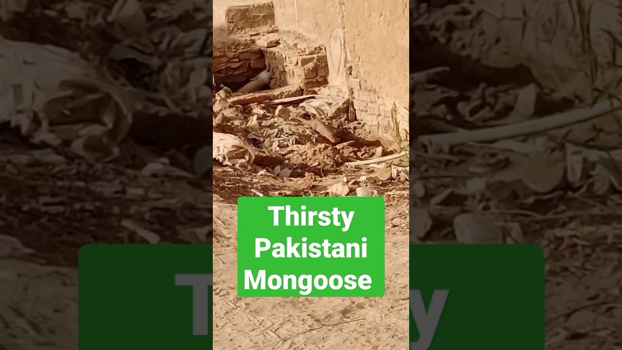 Mongoose in search of WATER 💦 😋 