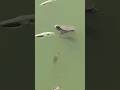 Small baby turtle swimming #nature #turtle