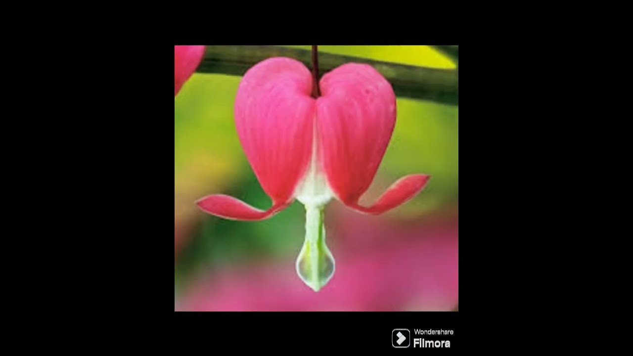 Strange or Weird looking flowers