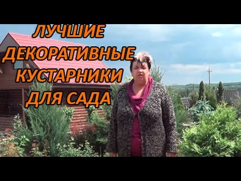 Вейгела. Личная коллекция Самых Красивых Декоративно - Лиственных Кустарников Для Сада
