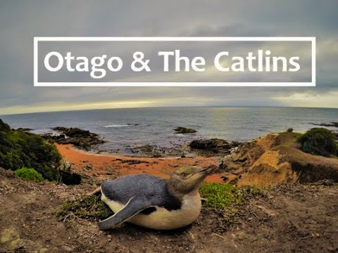 Otago Peninsula & The Catlins | New Zealand