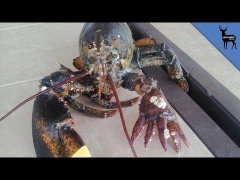 Rare 6-Clawed Lobster