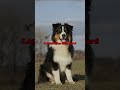Top 10 Dogs That Can Challenge a Lagotto Romagnolo #dog #top