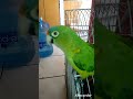 Neurotic Bird Maman