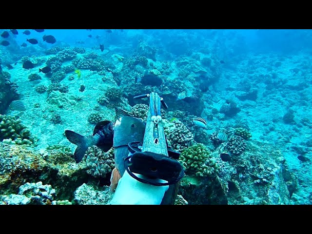 THINGS ARE FINALLY CLICKING SPEARFISHING IN HAWAII 