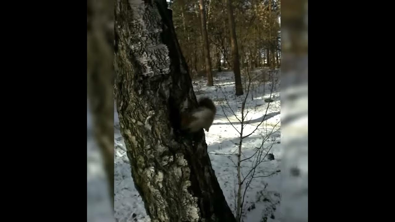 Роща звездочка - YouTube