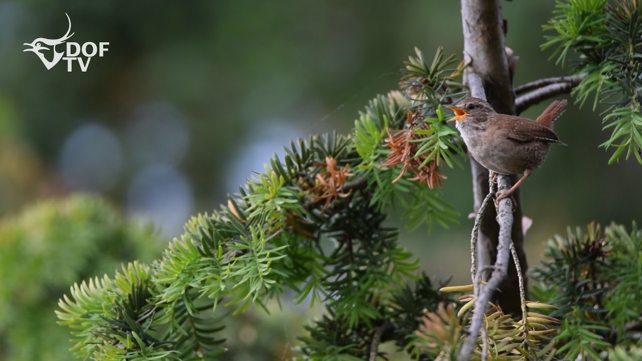 Gærdesmutten - lille fugl, KRAFTFULD sang