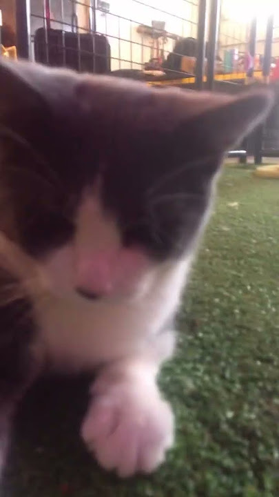 I am bored. I love cats. #song #audio #music #cats