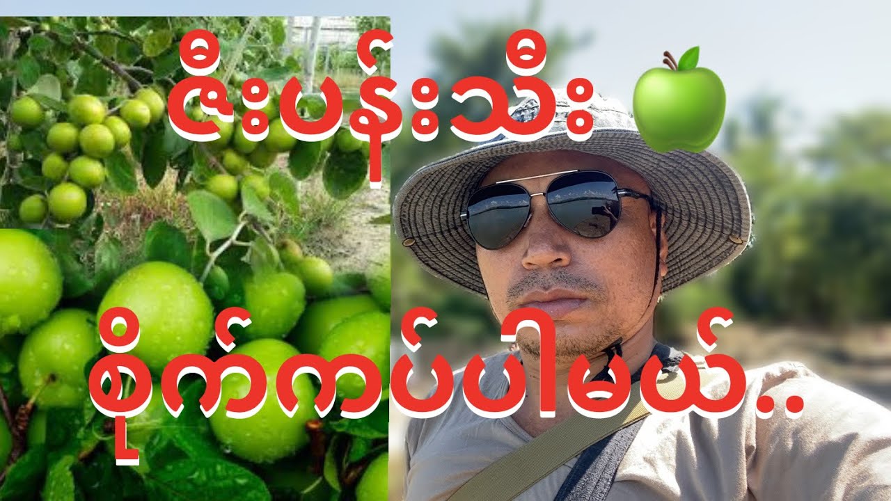 ဇီးသီးပင်စိုက်မယ် ၊ ဇီးသီးပင်ပြုစုမယ်
