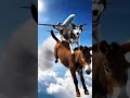 A História do Husky, da Mula e o Gato Amigo