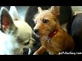 MARIACHI CONOCE AL CACHORRO | Chihuahua meets new Puppy ★ PetDarling