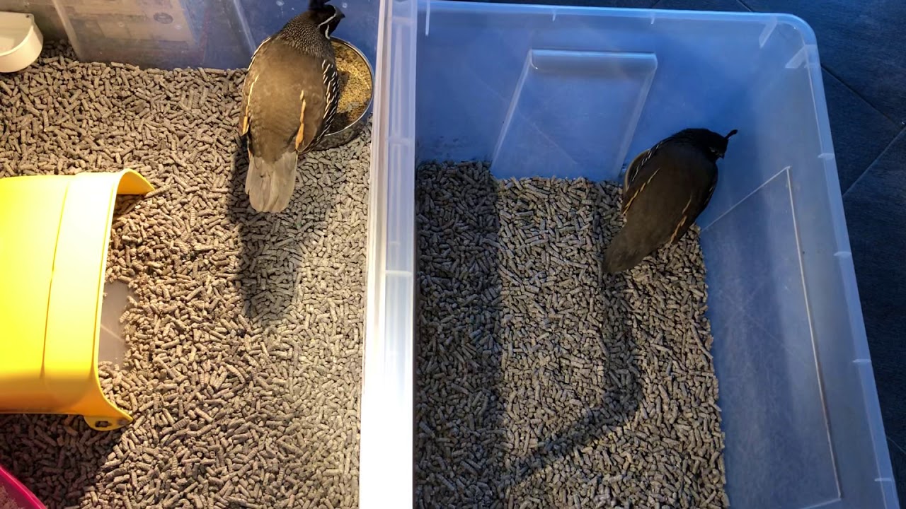 My pet California quail Alvin is very aggressive with his sister Quasi