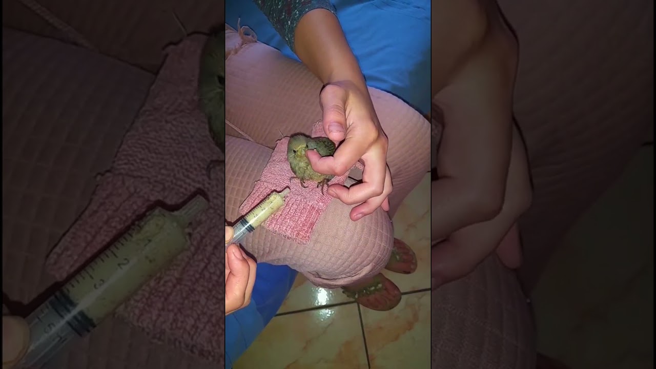 You want to know how to raise a mousebird. There I say: Easiest fledgeling to raise. 