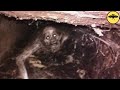 5 Videos que te Mantendrán alejado de las Cuevas Para Siempre.