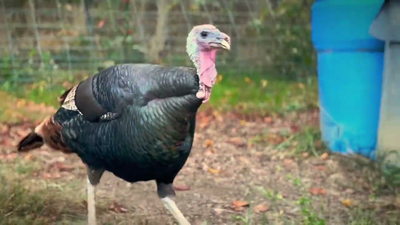 5 minutes of Turkey Sounds 