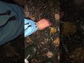 Found this at the lake…caught by hand #Eel #aal  #NatureMoment #Wildlife #CatchAndRelease #Shorts