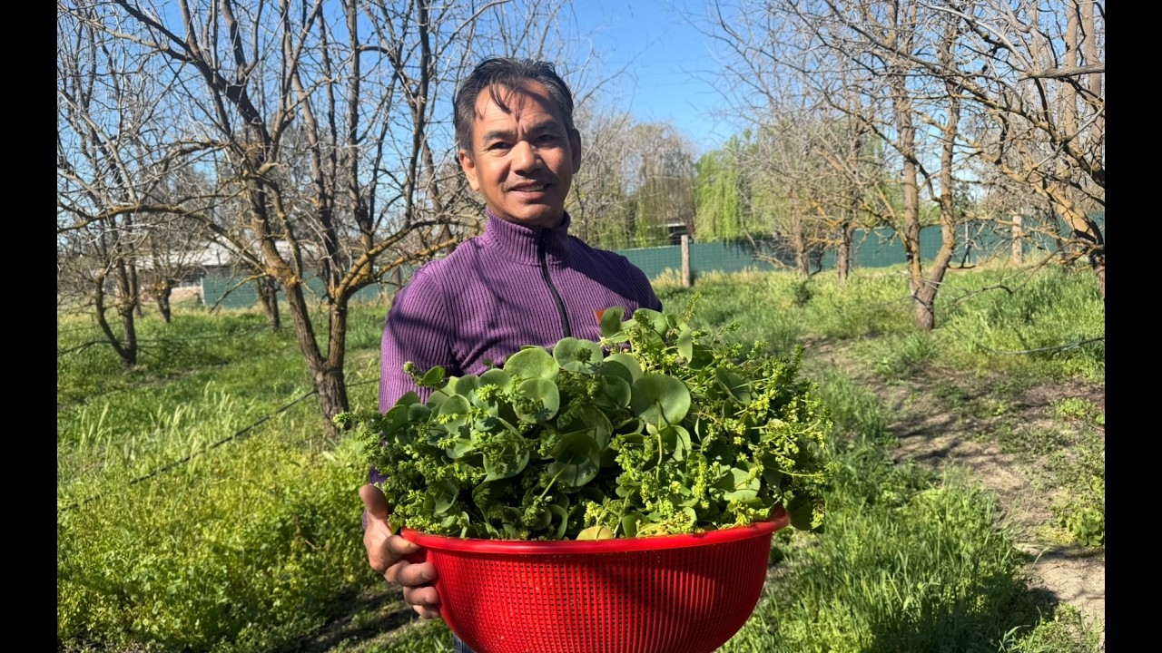 Picking  Chrach (  Wild Salad )  Fresno California  ដកច្រាច់ នៅ ហ្វ្រេសណូ