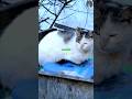 Animales que pueden VIVIR dentro de tu cuerpo #shorts #viral #datoscurisos #animales #infotorres