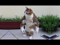 Super cats | Try Not To Laugh or Grin While Watching Funny Animals Videos