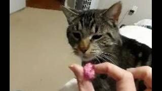 WAIT⦠CATS CAN PLAY FETCH! This Cat Is OBSESSED!