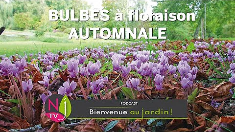 Où pousse la colchique d'automne ?