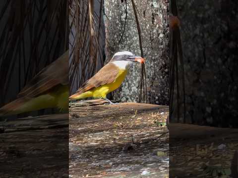 Bem te vi esperto descolou comida! #aves #pássaros