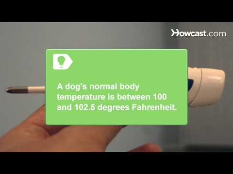 วีดีโอ: อุณหภูมิสุนัขอัตราการเต้นหัวใจและการหายใจปกติของสุนัขคืออะไร?