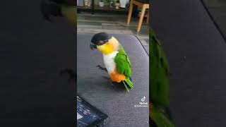 Bailando pájaro 🐦