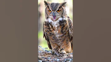 Fierce Mother Owl Saves Babies In Dramatic Battle 