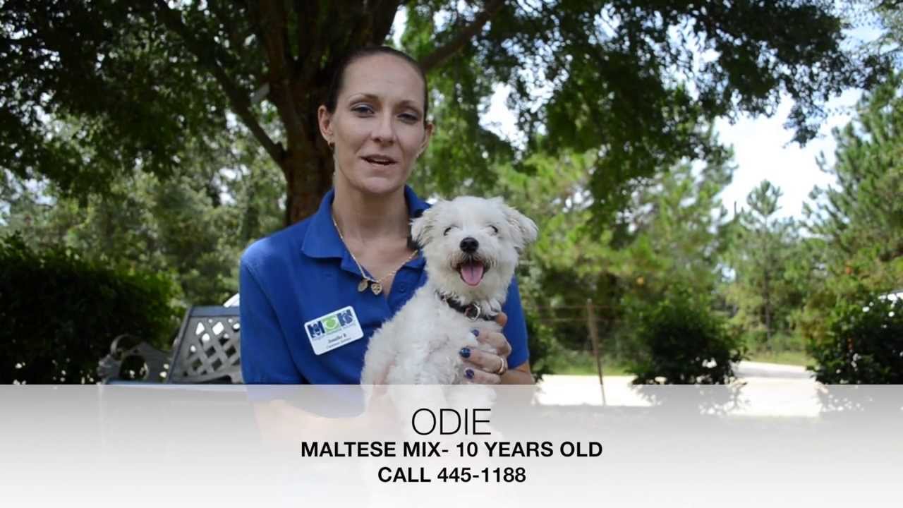 Flagler Humane Society adoptable pets of the week