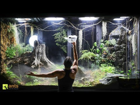 I Unleashed a Swarm of Huntsman Spiders Into My Giant Rainforest Vivarium