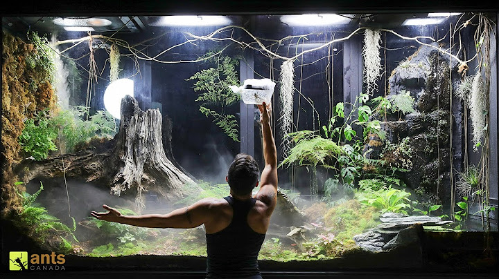 I Unleashed a Swarm of Huntsman Spiders Into My Giant Rainforest Vivarium