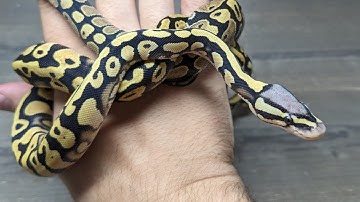 BEAUTIFUL Desert Ghost Ball Pythons. Is This the Best Gene Ever?