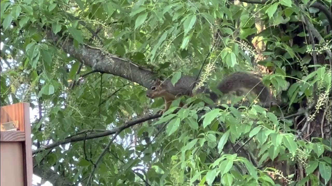 Barking squirrels 🐿️ squirrelbehavior squirrelsounds YouTube