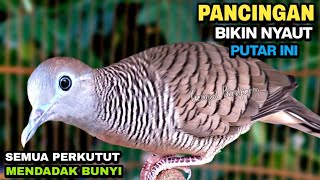 Perkutut Lokal Gacor RAJA PIKAT Ahlinya Bikin Semua Burung Perkutut Nyaut.