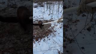 Pennsylvania Fisher Trapping Release
