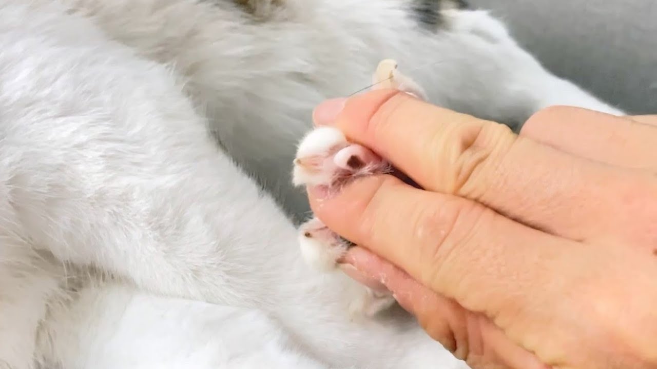 순한 고양이도 거부하는 곳