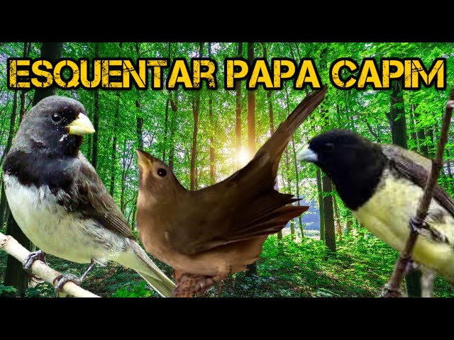 CANTO DO PAPA CAPIM TUI TUI PURO. O papa-capim, papa-capim-capuchinho