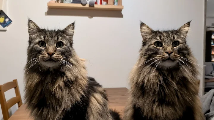 Video 11679661: norwegian forest cat, forest cat living