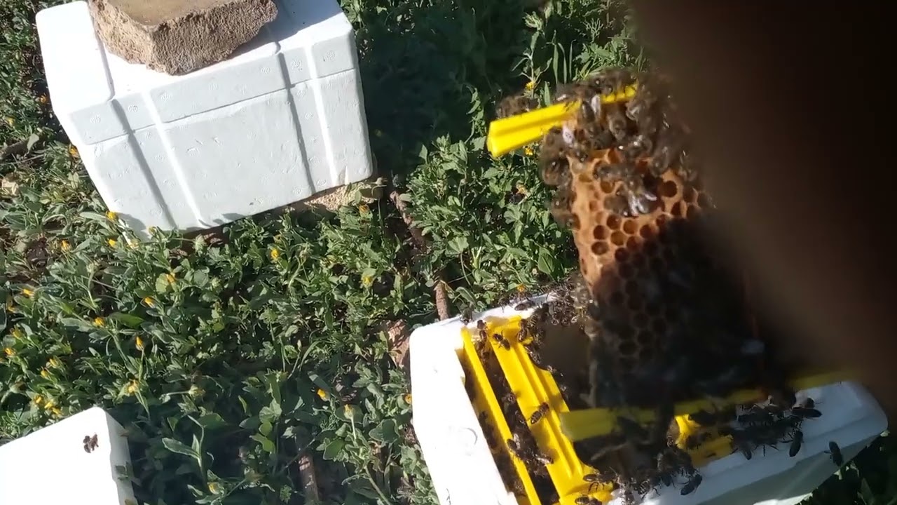 تفاصيل مهمة على نويات التلقيح ونجاحهم