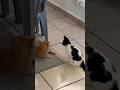 Funniest Cat & Dog Moments Ever😂#FunnyPets #CatsAndDogs #PetVideos #FunnyCats #FunnyDogs #fyp