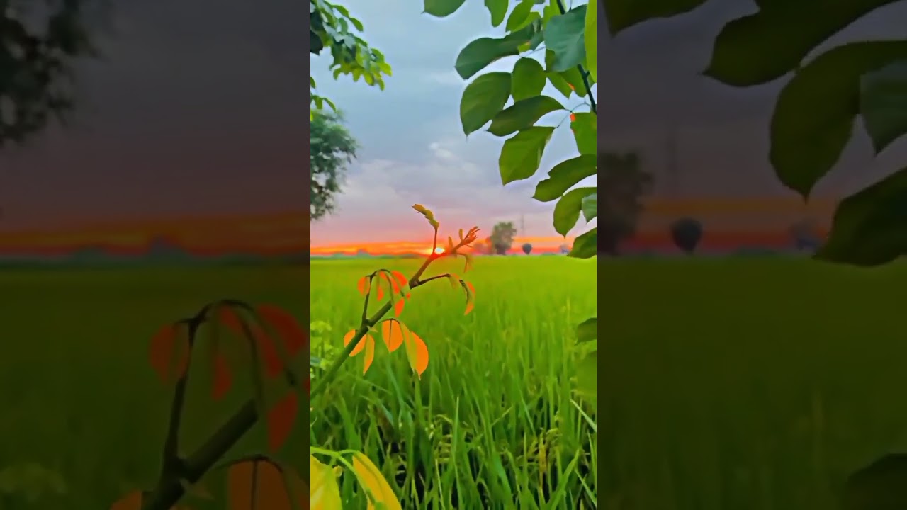 Good morning video 💕 Sunrise video 🌞 nature video 