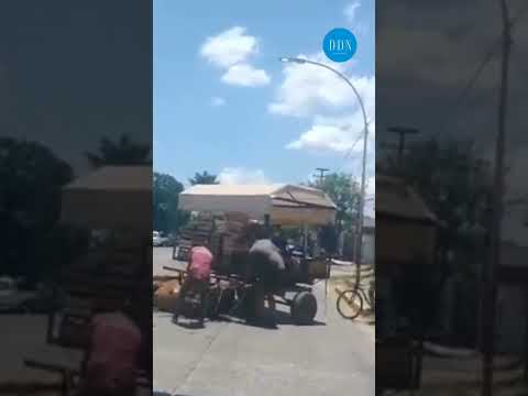 CHACO. Repudiable maltrato a un caballo que no se podía levantar por el calor y cansancio.