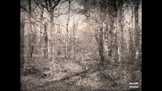 journey through the woods