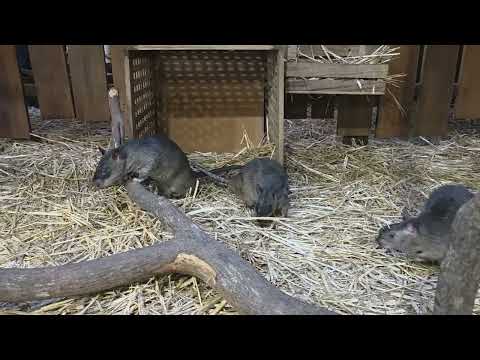 Giant pouched rat / Cricetomys gambianus