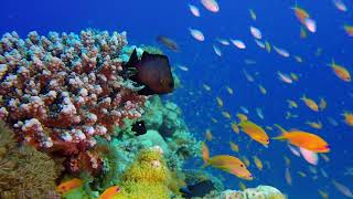 Underwater Serenity 1 Hour Of Ocean U0026 Coral Reef Sounds For Deep Relaxation U0026 Meditation